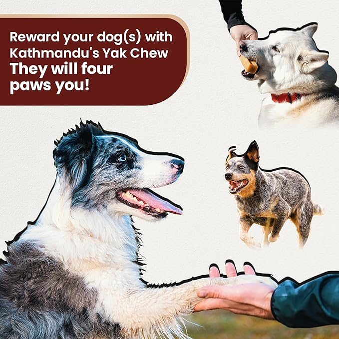 Authentic Himalayan Yak Cheese for Dogs - Medium (Pack of 10) - Sourced from Pristine Himalayan Foothill, Rawhide-Free, NO preservatives