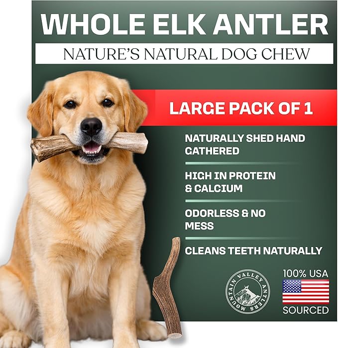 Mountain Valley Elk Antlers for Dogs - 100% Natural & Organic Chew for Aggressive Chewers, No Odor, No Mess, Long Lasting - Wild-Foraged Naturally Shed Antlers in USA - Grade A, Whole Large (1 Pack)