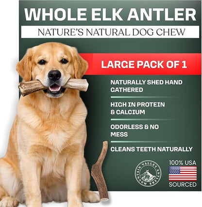 Mountain Valley Elk Antlers for Dogs - 100% Natural & Organic Chew for Aggressive Chewers, No Odor, No Mess, Long Lasting - Wild-Foraged Naturally Shed Antlers in USA - Grade A, Whole Large (1 Pack)