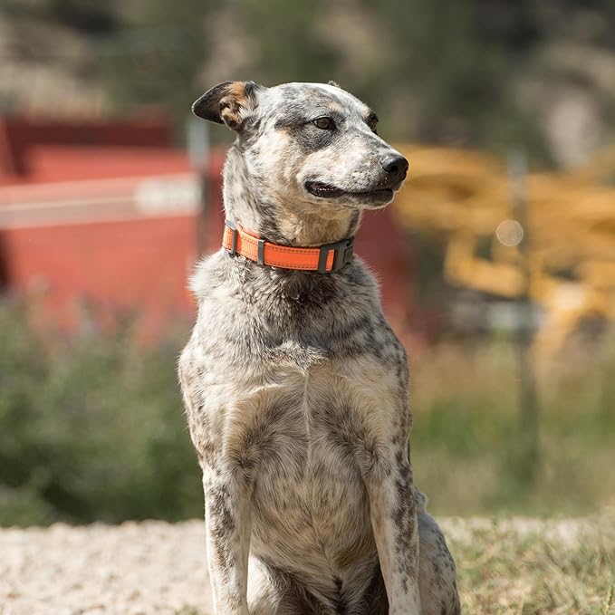 Browning Classic Preformance Webbing Pet Collar, Fully Adjustable, Available in Solid Colors and Camo Patterns, Safety Orange, Medium