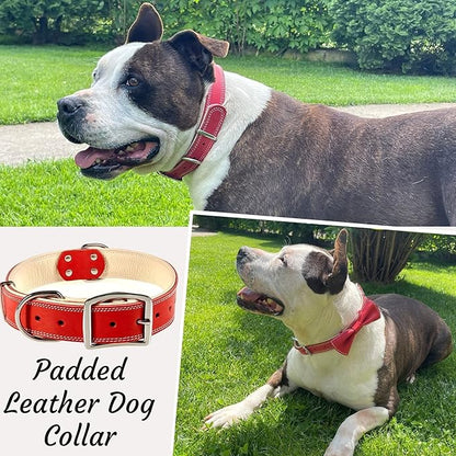 ADITYNA Heavy-Duty Leather Dog Collar for Extra-Large Dogs - Soft Padded for Comfort - XL Dog Collar for Walking, Training, and Hiking