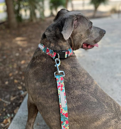 Lucky Love Dog - Adjustable Dog Collar with Easy Click Buckle for Small Dogs, Durable, & Comfortable for Male & Female Dogs, Pet Collar for Puppies & Adult Dogs - Ginny, Small