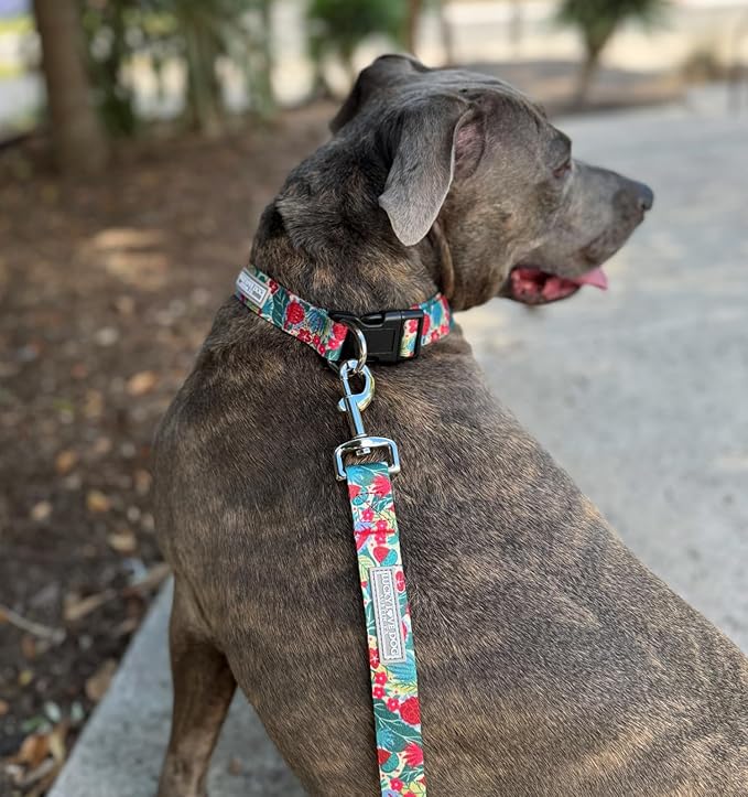 Lucky Love Dog - Easy Click Buckle Dog Collar with Leash Set Combo, Durable & Comfortable for Male & Female Dogs, Pet Collar for Medium Dogs, Secure Fit - Ginny Combo, Medium