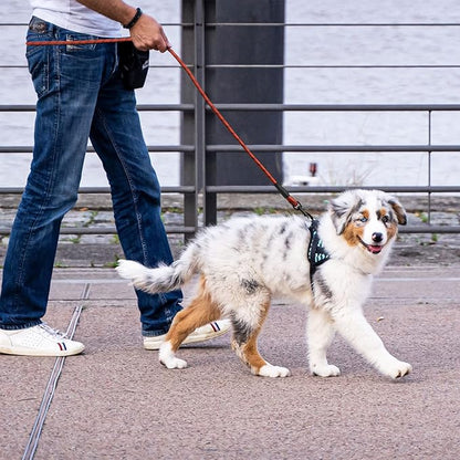 Panykoo 5/6 FT Strong Pet Dog Leash with Soft Padded Handle,Highly Reflective Rope for Night Walking,360-Degree Rotating Metal Buckle Without Tangles,Suitable for Small,Medium and Large Dogs.(5ft)