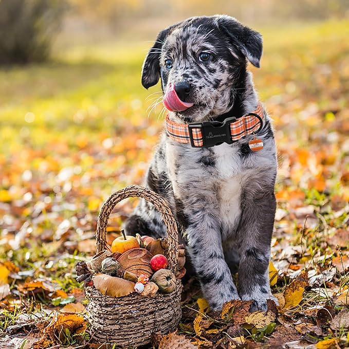 ARING PET Puppy Fall Dog Collar, Autumn Orange Black White Plaid Pet Collars for Small Medium Large Girl Boy Dogs Halloween-S Size