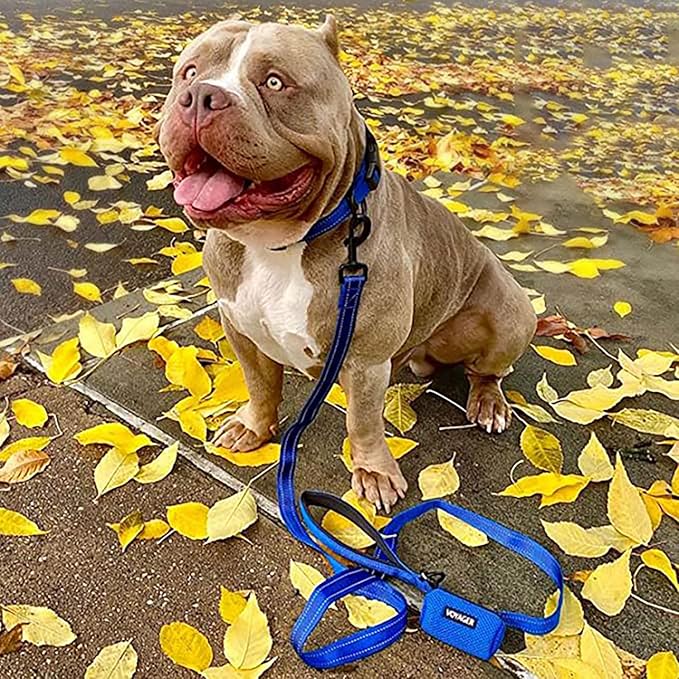 Best Pet Supplies Voyager Reflective Dog Leash or Collar with Neoprene Handle, for Small, Medium, and Large Breed Puppies, Cute and Heavy Duty for Walking, Running and Training - Royal Blue (Leash), L