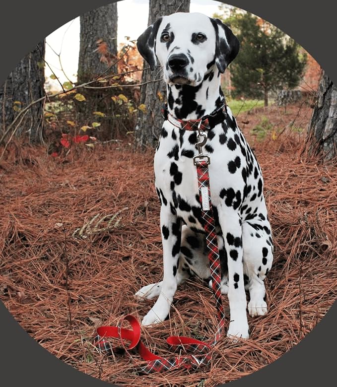 Lucky Love Dog - Adjustable Dog Collar with Easy Click Buckle for Medium, Durable, & Comfortable for Male & Female Dogs, Pet Collar for Puppies & Adult Dogs - Heywood, Medium