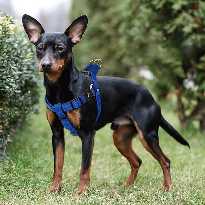 Kruz No Pull Dog Harness (Chest 26”-38”, Weight 44-88 lbs) Heavy-Duty Pet Harness for Large Breeds, Ultra-Comfort Fit, Lifetime Durability, Adjustable Dog Harness No Pull Design (Amethyst, Large)