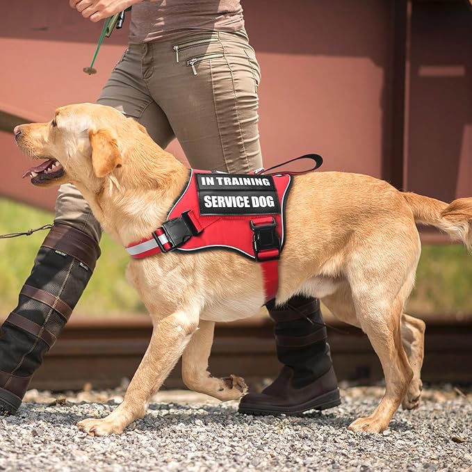 Service Dog Vest Harness and Leash Set+10 Patches,No Pull&Adjustable Reflective Dog Harness with Soft Padded Handle for Training/Everyday,Fit Small/Medium/Large/Extra-Large Dogs(Red M)