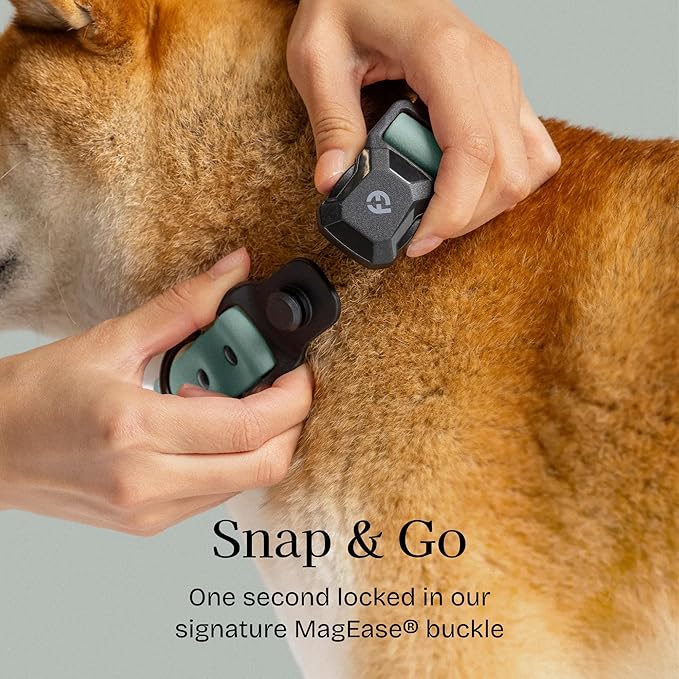 2026 New Edition, Fei & Eve PVC MagEase Dog Collar - Patented Magnetic Buckles | Fur-Safe | 450LB Escape-Proof | Adjustable Fit | Small (Glacier Green)