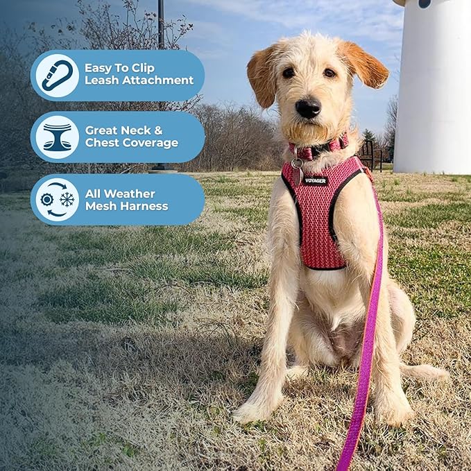 Best Pet Supplies Voyager Step-in Air Harness - All Weather Mesh, Reflective, No Pull Harness for Dogs, Cats - Secure with Hook & Loop Fastener, Buckle, Double D-Rings - Fuchsia 2-Tone, XS