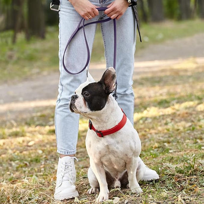 Dogline Biothane Waterproof Dog Leash Strong Coated Nylon Webbing with Black Hardware Odor-Proof Easy to Clean High Performance for Small or Large Dogs Made in USA 2 ft Lead, Violet Purple