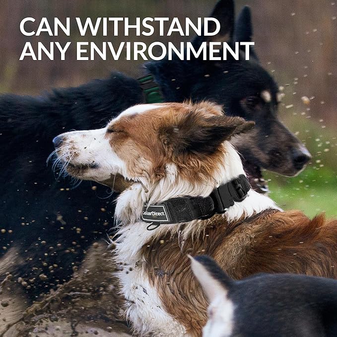 Heavy Duty Dog Collar for Large or Medium Dogs, Adjustable Strong Dog Collar for Active Dogs, Double-Layered Nylon (Black, 11-15)