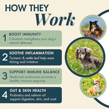 Wholistic Pet Allergy & Immune - Dog Allergy Chews with Mushrooms, Colostrum, Turmeric & Salmon Oil - Immune Support & Itch Relief for Dogs - Pre & Probiotics for Gut Health - Bacon Flavor - 90 Chews