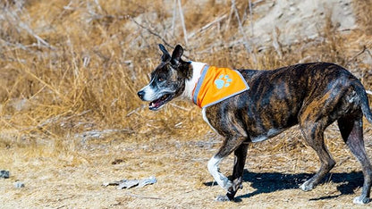 Bandana for Dogs. Blaze Orange Scarf with Reflective Collar is a Perfect Pet Bandana for Girl and Boy Dogs. Enhance Your Dog Walking Accessories with Our High-Visibility Adjustable Dog Handkerchief