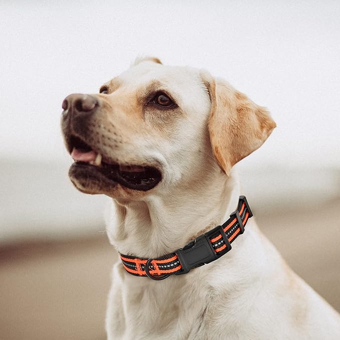 Mile High Life Reflective Dog Collar | Nylon Pet Collars wiith Buckle | Light Weight Puppy Collars | Orange Dog Collars for Small Dogs (Orange, S)