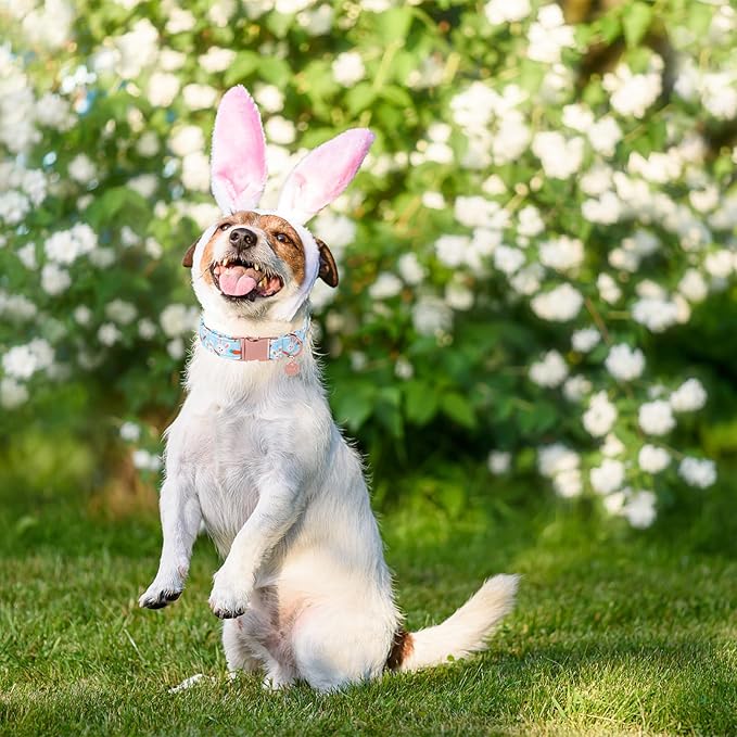 UP URARA PUP Bunny Collar, Cotton Rabbit Collar for Puppy Girl Boy Dog or Cat, Cute Carrot Pet Collar with Metal Buckle, XL