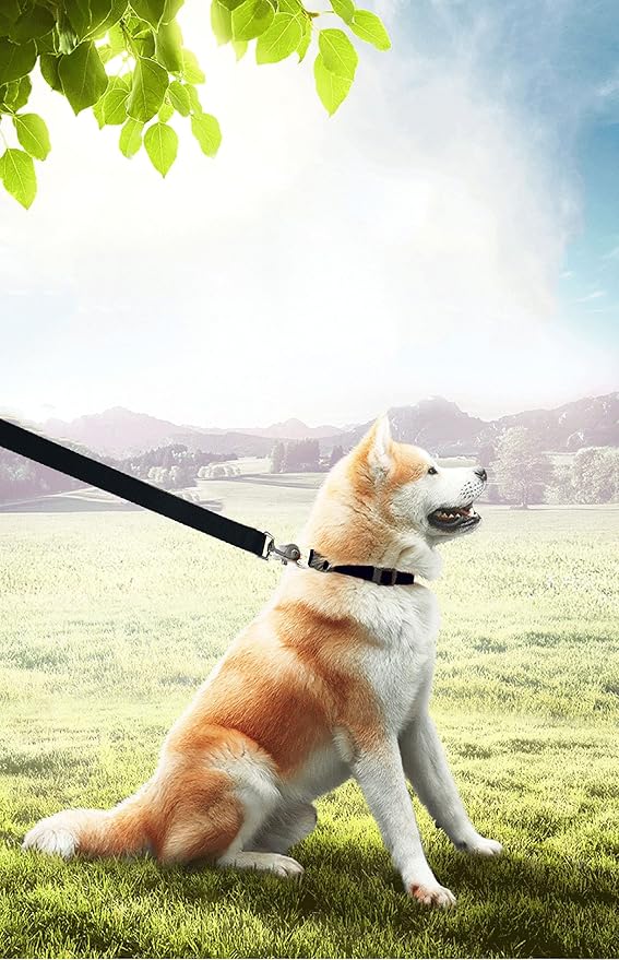 PETGOGO 15ft 20ft 30ft 40ft 50ft Long Dog/Puppy Lead Obedience Recall Training Dog Leashes for Small Medium Dogs Camping, Training, Play, or Backyard (Black, 1" x 15FT)