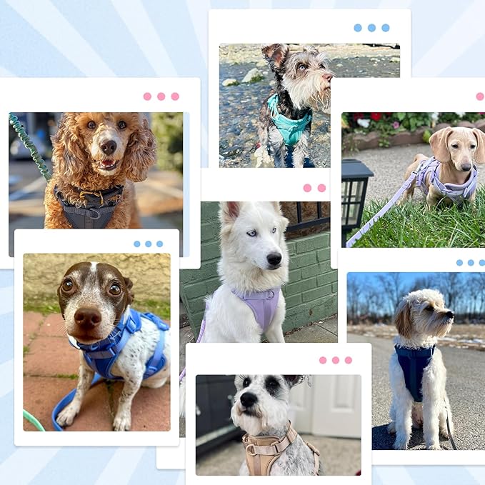 No Pull Lightweight Dog Harness: Adjustable Durable Breathable Mesh Pet Vest Harness with Soft & Comfortable Cushion, for Small Medium Large Dogs (L, Butter Yellow)