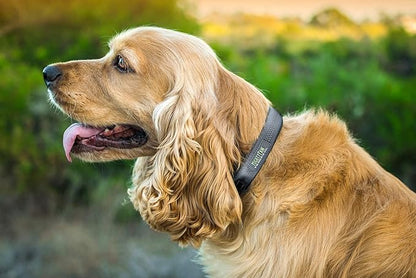 Mighty Paw Dog Collar - Neoprene Padded - Reflective for Running - Extra Comfort for Active Dogs - Lined and Strong Collar - Premium Quality for All Breeds - Soft