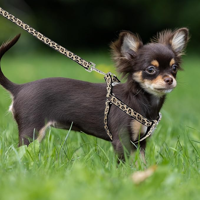 Mile High Life Leopard Dog Harness Collar Leash Set, Adjustable No Pull Dog Halter Harness for Small Breed Dogs, Easy Control for Training Walking (Black, M Chest 15"-21", Neck 13"-17")