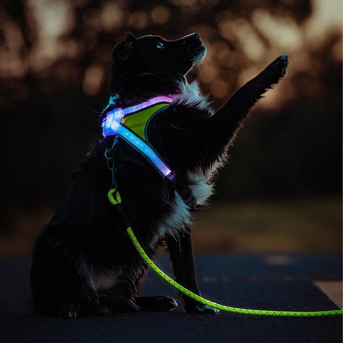 Noxgear LightHound (Medium) + High-Visibility Dog Leash – Illuminated and Reflective Harness for Dogs Including Multicolored LED Fiber Optics (USB Rechargeable, Adjustable, Lightweight, Rainproof)