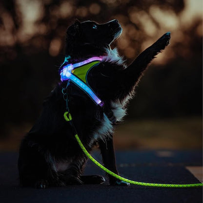 Noxgear LightHound (Medium) + High-Visibility Dog Leash – Illuminated and Reflective Harness for Dogs Including Multicolored LED Fiber Optics (USB Rechargeable, Adjustable, Lightweight, Rainproof)