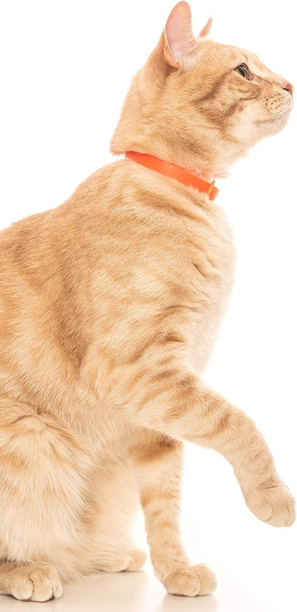 Rubber Cat Collar - Soft, Comfortable, and Lightweight Breakaway Collar with Name Tag Ring for Outdoor Cats and Sensitive Skin Kittens by Nuvuq (6 ⅞" to 10 ¼", Orange)