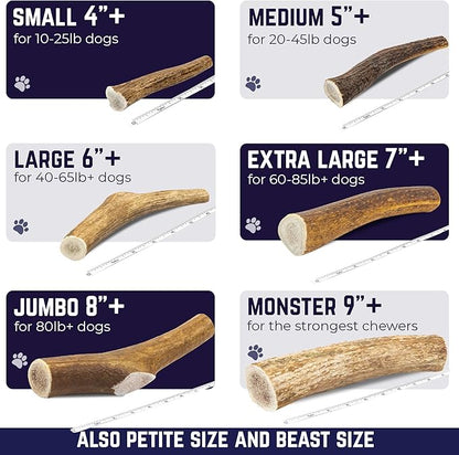 Devil Dog Pet Co. Elk Antlers for Dogs, Monster 9"+, 1 Pack, Grade A Long Lasting Chew for Aggressive Chewers, Premium USA Naturally Shed Antler – Healthy, No Odor, Durable Dog Chew