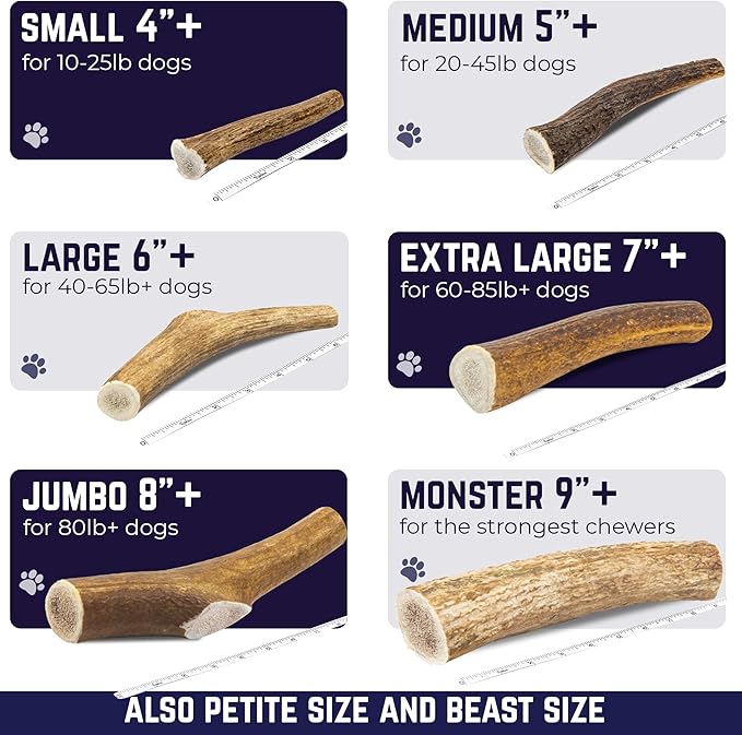 Devil Dog Pet Co. Elk Antlers for Dogs, Large 6"+, 1 Pack, Grade A Long Lasting Chew for Aggressive Chewers, Premium USA Naturally Shed Antler – Healthy, No Odor, Durable Dog Chew
