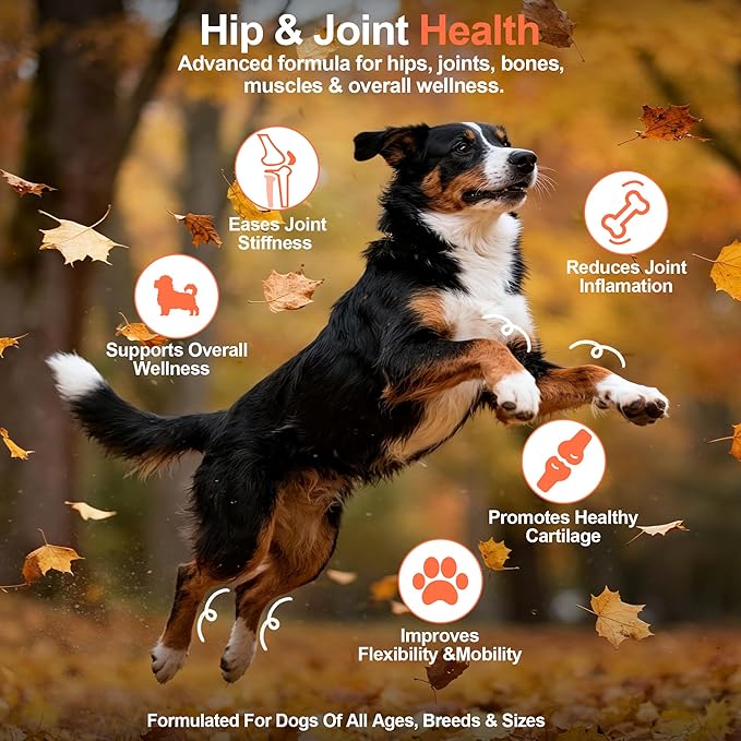 Hip and Joint Supplement Powder for Dogs Glucosamine for Dogs, Dog Arthritis Vitamins for Hip and Joint Pain Relief Contains Glucosamine Chondroitin MSM Vitamin E for All Breeds and Sizes
