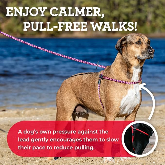 Harness Lead No Pull Dog Harness and Leash Set, Anti Pull Dog Harness for All Breeds and Sizes, One-Piece Cushioned Rope Design Safely Prevents Escaping and Pulling (Medium/Large, Pink)