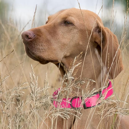 Dogline Biothane Waterproof Dog Collar Strong Coated Nylon Webbing with Black Hardware Odor- Proof for Easy Care Easy to Clean High Performance Fits Small Medium or Large Dogs, Passionfruit Pink