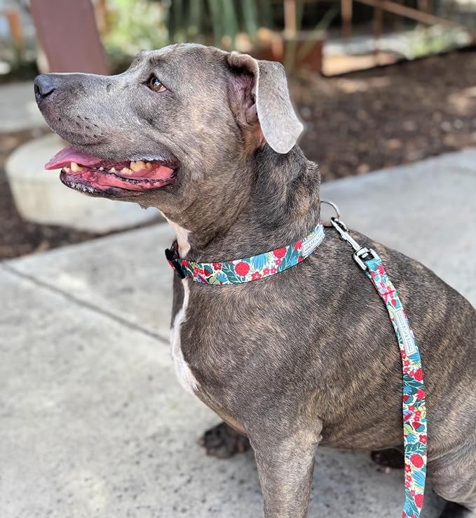 Lucky Love Dog - Adjustable Dog Collar with Easy Click Buckle for Small Dogs, Durable, & Comfortable for Male & Female Dogs, Pet Collar for Puppies & Adult Dogs - Ginny, Small