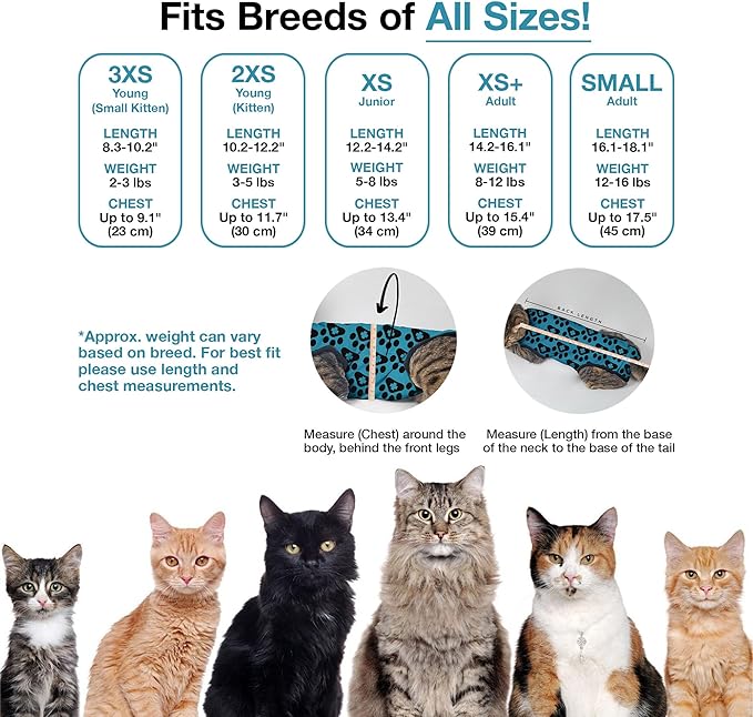 BellyGuard Cat Recovery Suit for Female and Male, Cat Surgery Suit Alternative, Onesie for After Spay Care, Post-Surgery Protective Body Cover for Feline and Kitten Healing