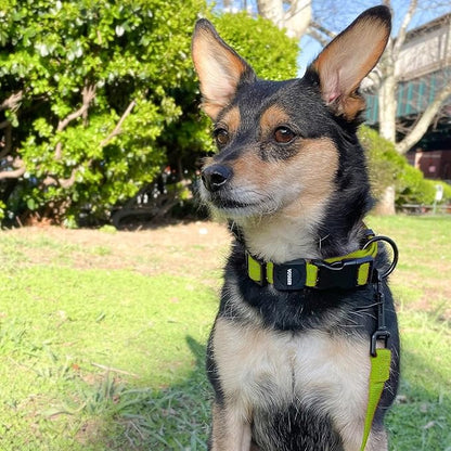 Best Pet Supplies Voyager Reflective Dog Leash or Collar with Neoprene Handle, for Small, Medium, and Large Breed Puppies, Cute and Heavy Duty for Walking, Running and Training - Lime Green, M