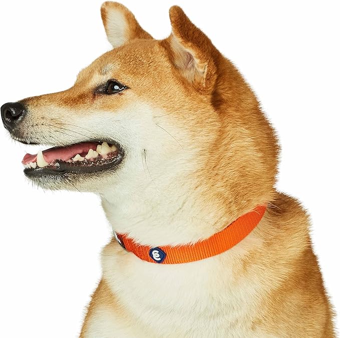 Blueberry Pet Essentials Matching Dog Collar and Leash Set in Orange Vermilion, Adjustable Classic Solid Color Nylon Collar with 5 ft Leash for Medium Dogs