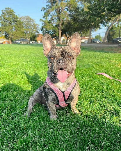 Gooby Comfort X Head in Harness - Pink, Small Harness Patented Choke-Free X Frame - Perfect on The Go Harness for Medium Dogs No Pull or Small Dogs for Indoor and Outdoor Use