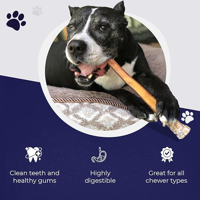 Devil Dog Pet Co. Jumbo Bully Sticks – 12 Inch, 6 Pack Dog Chews, 100% Natural, Single Ingredient, Free-Range Grass-Fed Beef – Long Lasting, Rawhide-Free Treats for Dogs