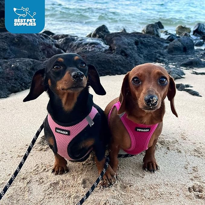Best Pet Supplies Voyager Step-in Air Harness - All Weather Mesh, Reflective, No Pull Harness for Dogs, Cats - Secure with Hook & Loop Fastener, Buckle, Double D-Rings - Fuchsia, XL