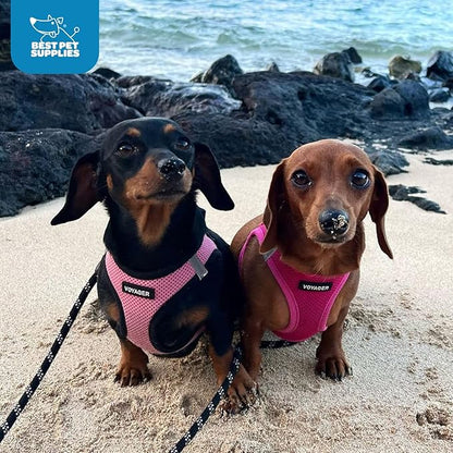 Best Pet Supplies Voyager Step-in Air Harness - All Weather Mesh, Reflective, No Pull Harness for Dogs, Cats - Secure with Hook & Loop Fastener, Buckle, Double D-Rings - Fuchsia, XXXS