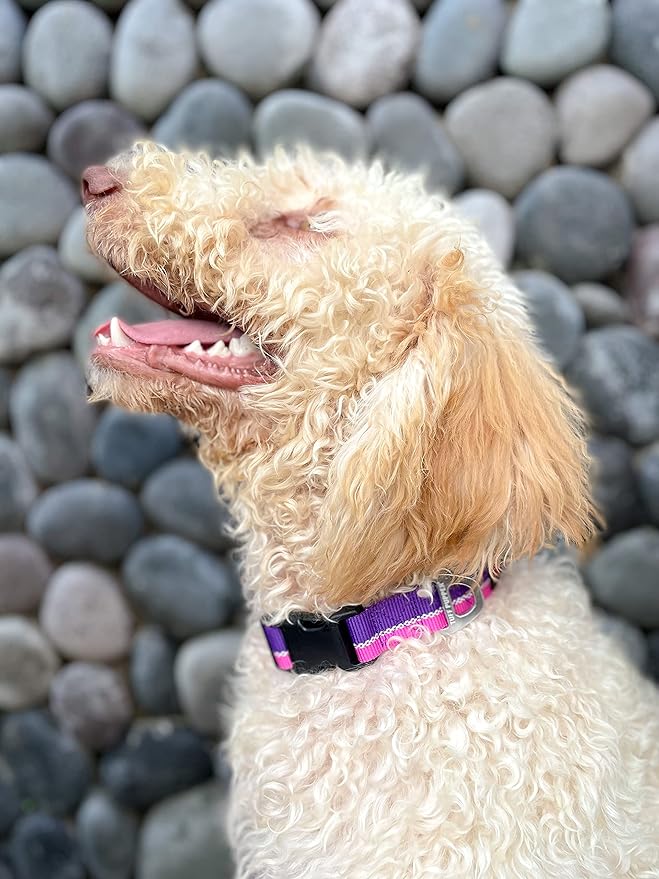 Tuff Pupper Heavy Duty Dog Collar | Tough Dogs Collar | Reflective Collars with Aluminum D-Ring Leash Clip | Separate ID Tag Attachment Keeps Engraved Dog Tags Quiet | Easy Sizing for All Breeds