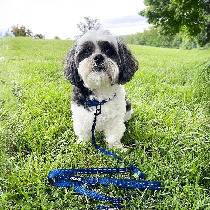 Best Pet Supplies Voyager Reflective Dog Leash or Collar with Neoprene Handle, for Small, Medium, and Large Breed Puppies, Cute and Heavy Duty for Walking, Running and Training - Royal Blue (Leash), L