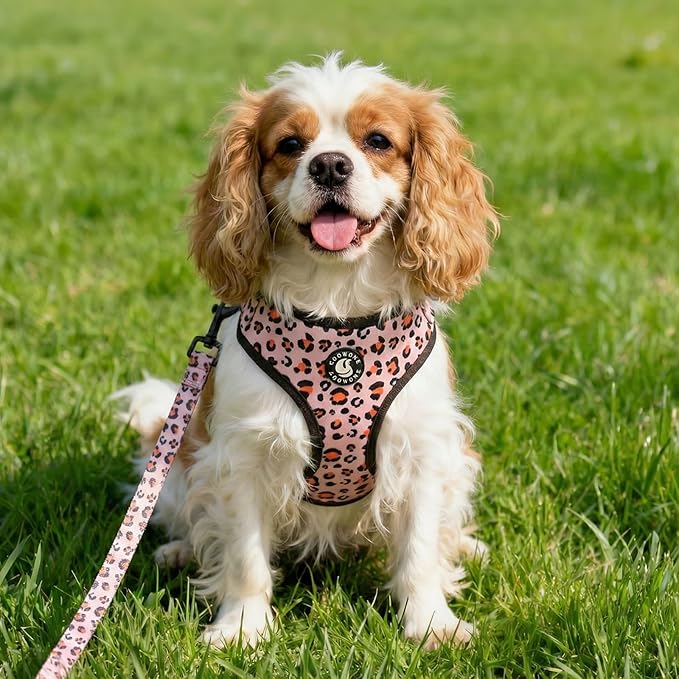 Dog Harness and Leash Set, Adjustable Dog Harness, Dog Leash, No Pull No Choke Puppy Harnesses for Walking Training for Small Medium Pet