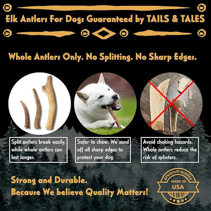 Tails & Tales Whole Elk Antler for Dogs Medium 5-7" Long-Lasting & Durable Dog Bones for Aggressive Chewers or Teething Puppies No Additives, Premium Grade A, Naturally Shed in USA