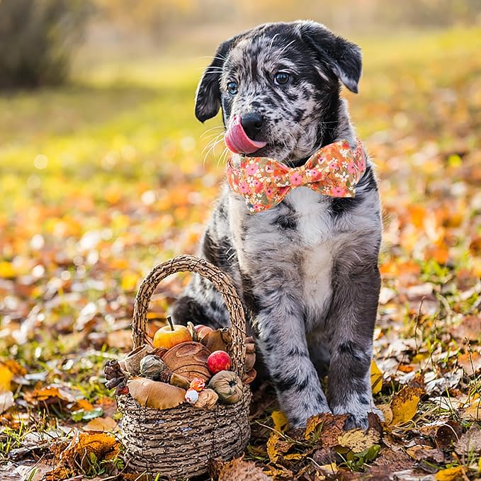 ARING PET Fall Dog Collar with Bow, Cute Daisy Floral Pet Collars with Quick Release Buckle for Puppy Small Medium Large Girl Boy Dogs-XL