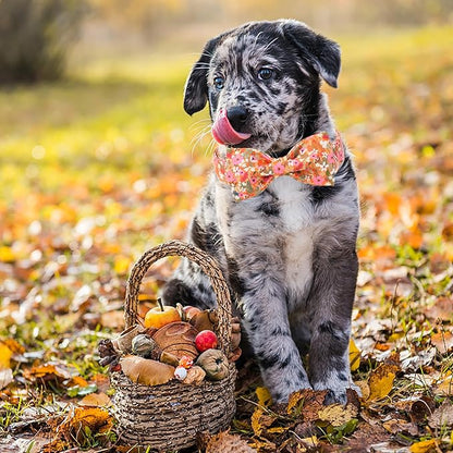 ARING PET Fall Dog Collar with Bow, Cute Daisy Floral Pet Collars with Quick Release Buckle for Puppy Small Medium Large Girl Boy Dogs-M