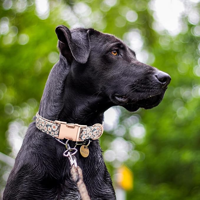 Cotton Dog Collar Metal Buckle Daisy Summer, Cute Adjustable Dog Collar Soft for Small Medium Large Boys Girls Dogs Durable