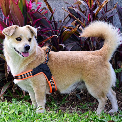Dog Harness No Pull Ultra Soft Breathable Padded Pet Harness 2 Adjustable Botton, 3M Reflective Pet Harness for Dogs Easy Control for Small Medium Large Dogs (L, Bright Orange)