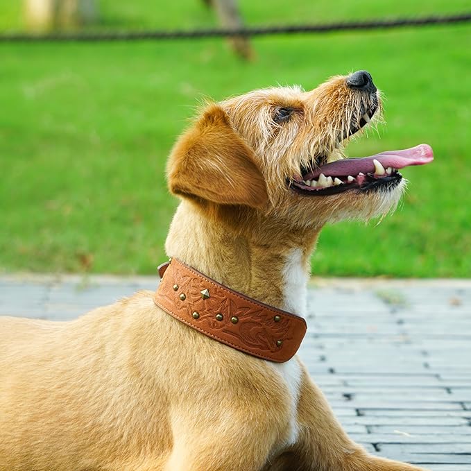 Blueberry Pet Premium Embossed Silver-Powered Freshness Microfiber Suede Leather Dog Collar in Saddle Brown
